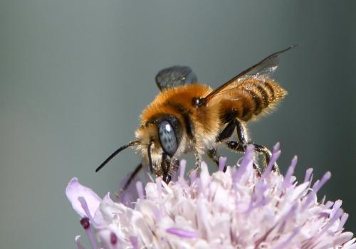 Hoplitis bisulca